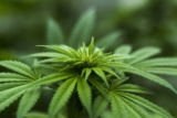 What Are The Highest CBD Strains of Cannabis – 2024 Guide