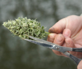 6 Cannabis Trimming Techniques And Tips – 2024 Guide
