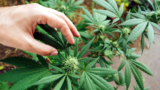 3 Highest-Yielding Indoor Cannabis Strains