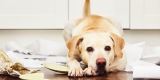 9 Smart Pet Gadgets for Dog-Proof Your Home – 2024 Guide