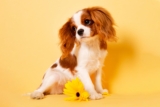 Dog Intelligence: Everything You Need to Know – 2024 Guide