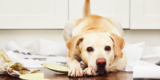 9 Smart Pet Gadgets for Dog-Proof Your Home – 2024 Guide