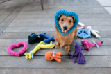 5 Best Toys for Blind Dogs in 2024