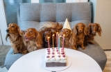 Best Dog Treats for a Doggie Birthday – 2024 Tips