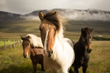 6 Advantages Of Owning A Horse Ranch