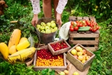 A Beginner’s Guide on Maintaining Your Fruit Garden in 2024