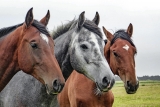 Light Therapy for Horses: How Effective is It? – 2024 Guide