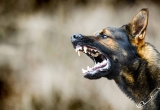 Dog Bites-  How to React to Them and What to Know Before Filing a Lawsuit