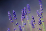 Top 10 Myths about the Use of Essential Oils