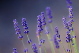 Top 10 Myths about the Use of Essential Oils