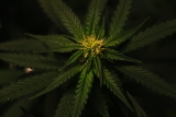 A Look Into the Future: What Will the CBD Flower Industry Look Like in 10 Years? – 2024 Guide