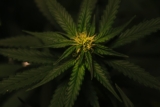 A Look Into the Future: What Will the CBD Flower Industry Look Like in 10 Years? – 2024 Guide
