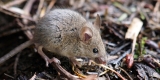 How to Spot Mice Before You Buy That Dream Home