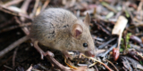 How to Spot Mice Before You Buy That Dream Home