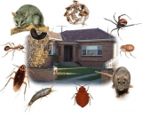 The Ultimate Guide to Keep Summer Pests Out of Your House – 2024 Guide