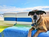 What Are the Benefits of Pet Relocation Services? – 2024 Guide