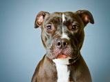 4 Best Dog Cages for Pitbulls in 2024