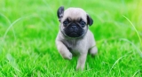 5 Most Common Health Issues Pugs Have
