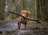 Are You Ready for a Puppy? Things to Do Before Getting Your Puppy Home