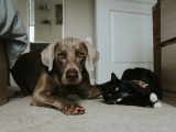What Should You Consider Before Adopting A Pet