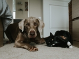 What Should You Consider Before Adopting A Pet