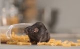 Rodent Control For Health And Safety: How To Protect Your Family And Pets