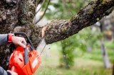 How to Choose the Right Tree Services For Your Business – 2024 Guide