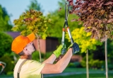 How Often Should You Trim Your Backyard Trees – 2024 Guide