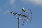 How Often Should A Tv Aerial Be Replaced – 2024 Guide