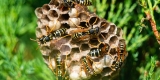 4 Warning Signs That You May Have a Wasp Infestation – 2024 Guide