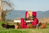 Is a Toy Poodle the Right Dog for You? Probably Not